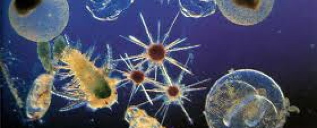plankton-imagen de toothfish.org