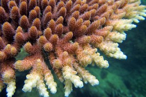 bleach coral